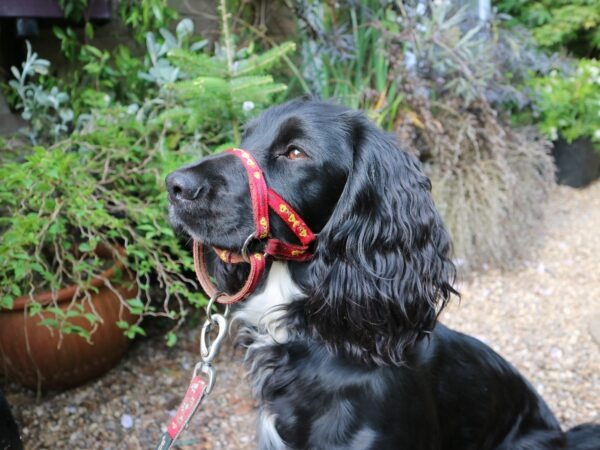 Dogmatic Padded Cushioned Webbing Headcollar