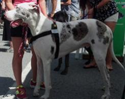 Walk Your Dog With Love Broadband Dog Harness- Available in 5 colours