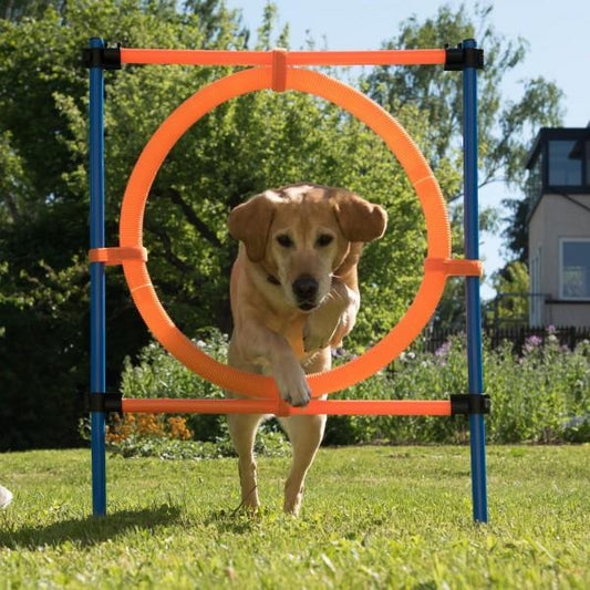 K9 Pursuits Agility Hoop Jump